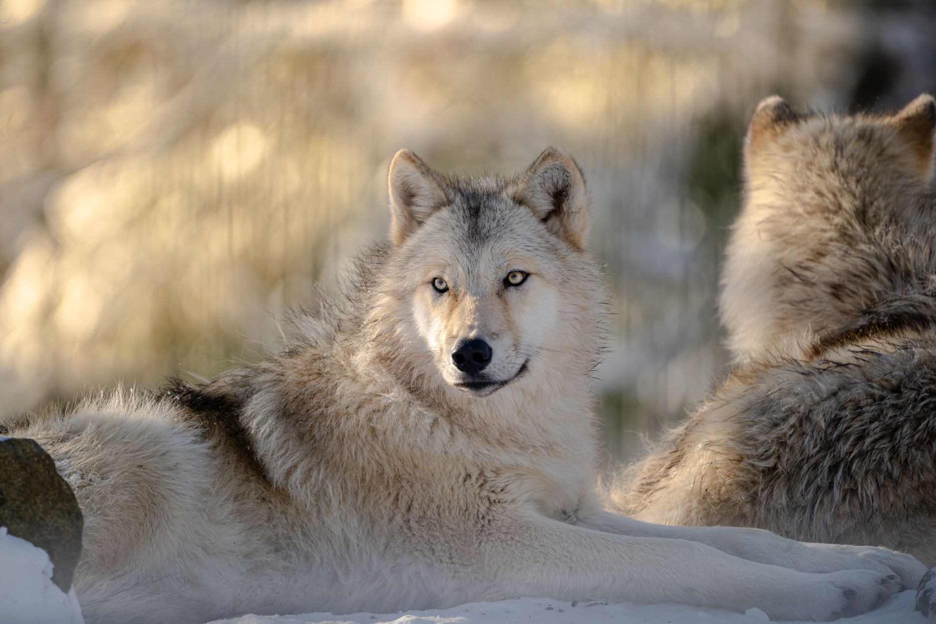 lodges face aux loups